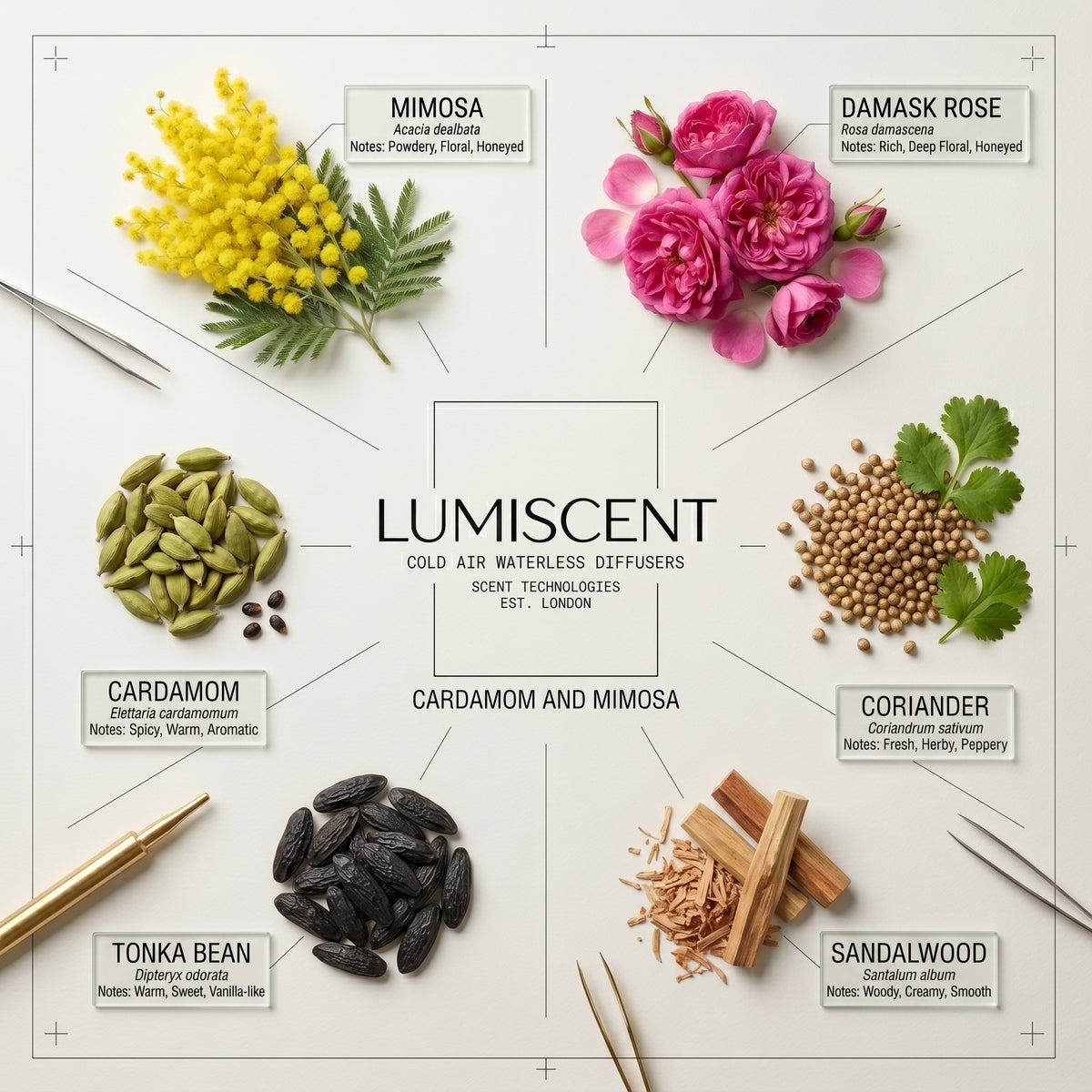 No. 29 Cardamom and Mimosa waterless diffuser oil by Lumiscent